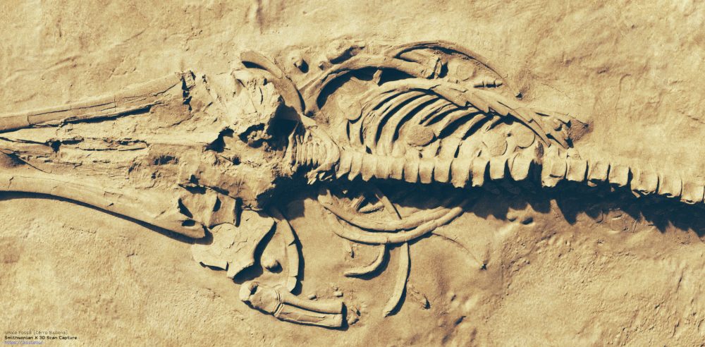 Nevjerojatan fosil Kitovi su prije imali četiri noge i